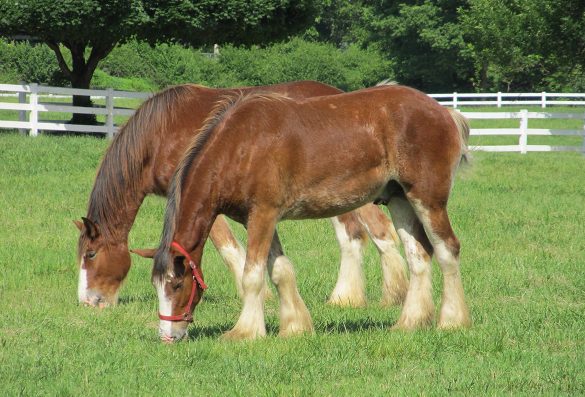 horse